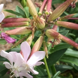 Saponaria officinalis at Undefined, ACT - 6 Apr 2019 03:19 PM