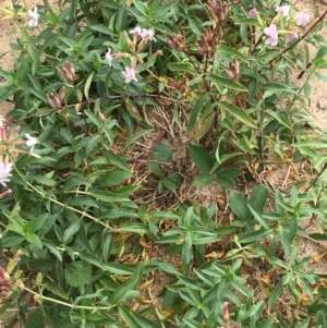 Saponaria officinalis at Undefined, ACT - 6 Apr 2019 03:19 PM