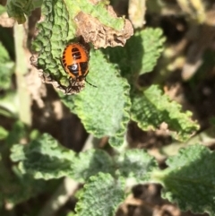 Agonoscelis rutila (Horehound bug) at Undefined, ACT - 6 Apr 2019 by JaneR