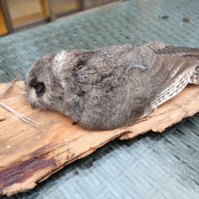 Aegotheles cristatus (Australian Owlet-nightjar) at Greenleigh, NSW - 6 Apr 2019 by LyndalT