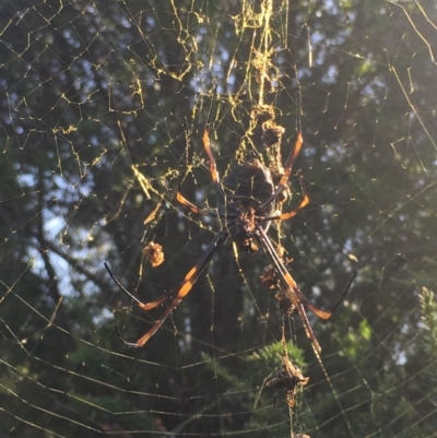 Trichonephila plumipes (Humped golden orb weaver) at Moruya, NSW - 7 Apr 2019 by LisaH