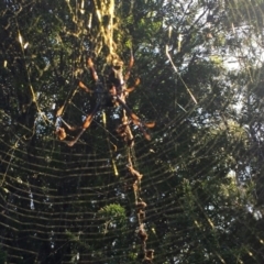 Nephila plumipes at Moruya, NSW - 7 Apr 2019 12:00 AM