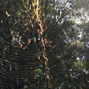 Nephila plumipes at Moruya, NSW - 7 Apr 2019