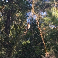 Nephila plumipes at Moruya, NSW - 7 Apr 2019