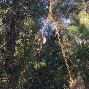 Nephila plumipes at Moruya, NSW - 7 Apr 2019 12:00 AM