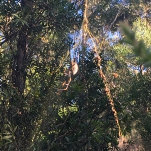 Nephila plumipes at Moruya, NSW - 7 Apr 2019