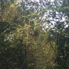 Nephila plumipes at Moruya, NSW - 7 Apr 2019 12:00 AM