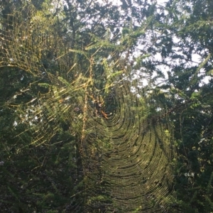 Nephila plumipes at Moruya, NSW - 7 Apr 2019