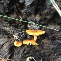 Hygrocybe sp. (Hygrocybe) at Broulee Moruya Nature Observation Area - 7 Apr 2019 by LisaH