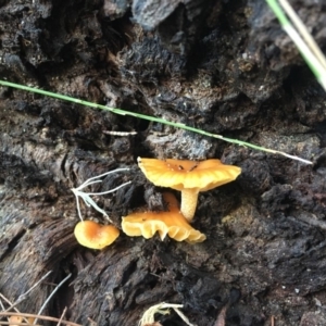 Hygrocybe sp. at Moruya, NSW - 7 Apr 2019 08:18 AM