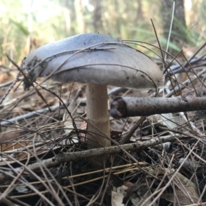 Amanita marmorata at Moruya, NSW - 7 Apr 2019 07:59 AM