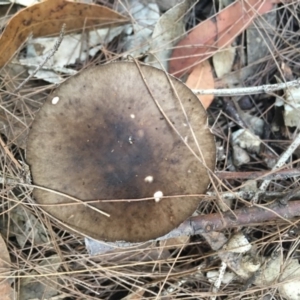 Amanita marmorata at Moruya, NSW - 7 Apr 2019 07:59 AM