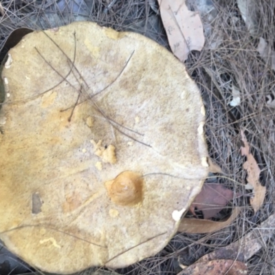 Unidentified Fungus at Moruya, NSW - 7 Apr 2019 by LisaH