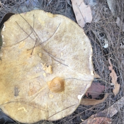 Unidentified Fungus, Moss, Liverwort, etc at Moruya, NSW - 6 Apr 2019 by LisaH