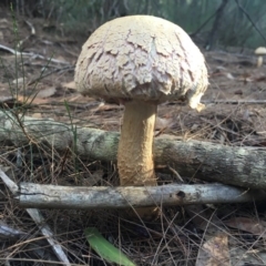 Boletellus dissiliens at Moruya, NSW - 7 Apr 2019 07:45 AM