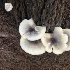 Omphalotus nidiformis (Ghost Fungus) at Moruya, NSW - 6 Apr 2019 by LisaH