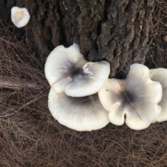 Omphalotus nidiformis (Ghost Fungus) at Broulee Moruya Nature Observation Area - 7 Apr 2019 by LisaH