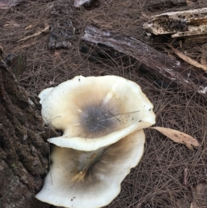 Omphalotus nidiformis at Moruya, NSW - 7 Apr 2019