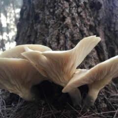 Omphalotus nidiformis at Moruya, NSW - 7 Apr 2019