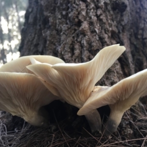 Omphalotus nidiformis at Moruya, NSW - 7 Apr 2019