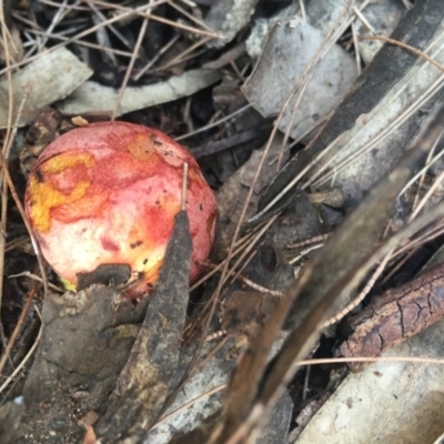 Tylopilus balloui (group) (Tylopilus balloui) at Moruya, NSW - 7 Apr 2019 by LisaH