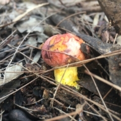 Tylopilus balloui (group) at Moruya, NSW - 7 Apr 2019 07:41 AM