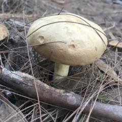 Unverified Fungus at Moruya, NSW - 7 Apr 2019 by LisaH
