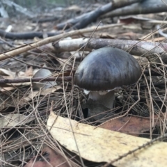 Unidentified Cup or disk - with no 'eggs' at Moruya, NSW - 6 Apr 2019 by LisaH