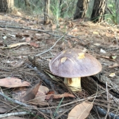 Unverified Fungus at Moruya, NSW - 7 Apr 2019 by LisaH