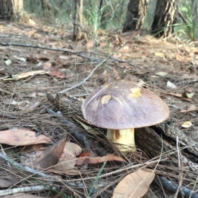 Unverified Fungus at Moruya, NSW - 7 Apr 2019 by LisaH
