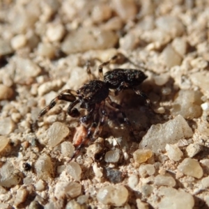 Salticidae (family) at Spence, ACT - 6 Apr 2019 03:21 PM