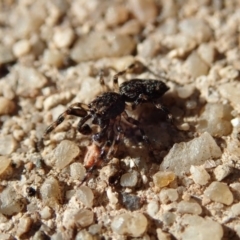 Salticidae (family) (Unidentified Jumping spider) at Spence, ACT - 6 Apr 2019 by Laserchemisty