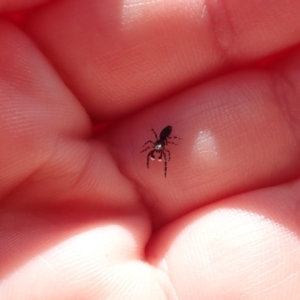 Salticidae (family) at Spence, ACT - 6 Apr 2019 03:21 PM