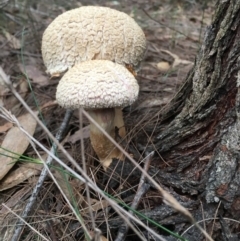 Boletellus sp. (Boletellus) at Moruya, NSW - 6 Apr 2019 by LisaH