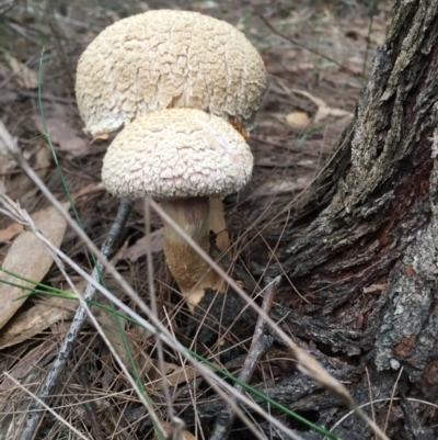 Boletellus sp. (Boletellus) at Broulee Moruya Nature Observation Area - 7 Apr 2019 by LisaH