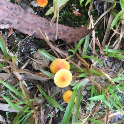 Laccaria sp. (Laccaria) at Broulee Moruya Nature Observation Area - 7 Apr 2019 by LisaH