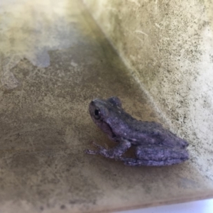 Litoria peronii at Moruya, NSW - 6 Apr 2019 05:04 PM
