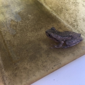 Litoria peronii at Moruya, NSW - 6 Apr 2019 05:04 PM