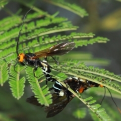 Callibracon capitator (White Flank Black Braconid Wasp) at ANBG - 4 Apr 2019 by TimL