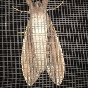 Endoxyla encalypti at Moruya, NSW - 25 Jan 2019 11:47 PM