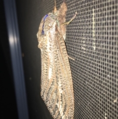 Endoxyla encalypti at Moruya, NSW - 25 Jan 2019 11:47 PM