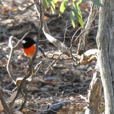 Petroica boodang (Scarlet Robin) at Wandiyali-Environa Conservation Area - 7 Apr 2019 by Wandiyali