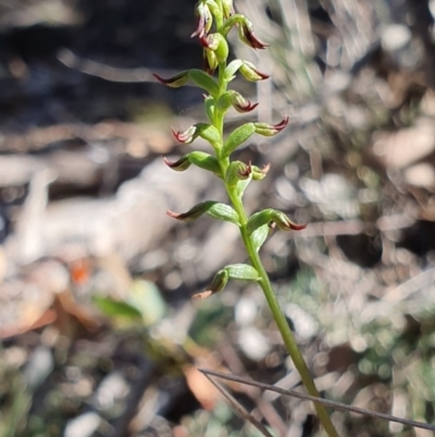 Corunastylis clivicola (Rufous midge orchid) at Denman Prospect, ACT - 7 Apr 2019 by AaronClausen