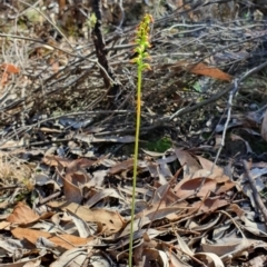 Corunastylis clivicola at Denman Prospect, ACT - 7 Apr 2019