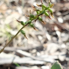 Corunastylis clivicola (Rufous midge orchid) at Block 402 - 7 Apr 2019 by AaronClausen