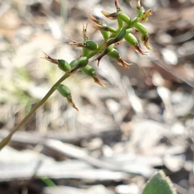 Corunastylis clivicola (Rufous midge orchid) at Block 402 - 7 Apr 2019 by AaronClausen