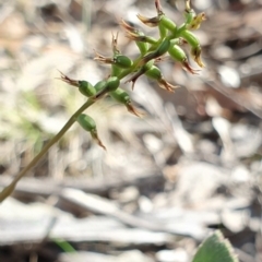 Corunastylis clivicola (Rufous midge orchid) at Piney Ridge - 7 Apr 2019 by AaronClausen