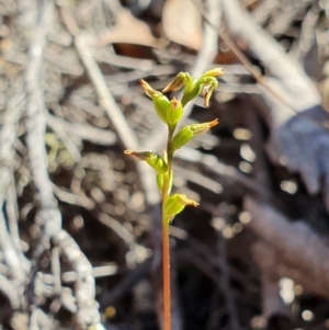 Corunastylis clivicola at Denman Prospect, ACT - 7 Apr 2019