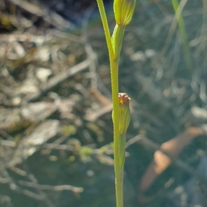 Speculantha rubescens at Denman Prospect, ACT - 7 Apr 2019