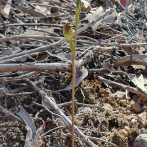 Speculantha rubescens at Denman Prospect, ACT - suppressed